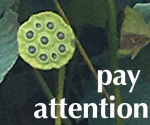 Pay Attention lotus